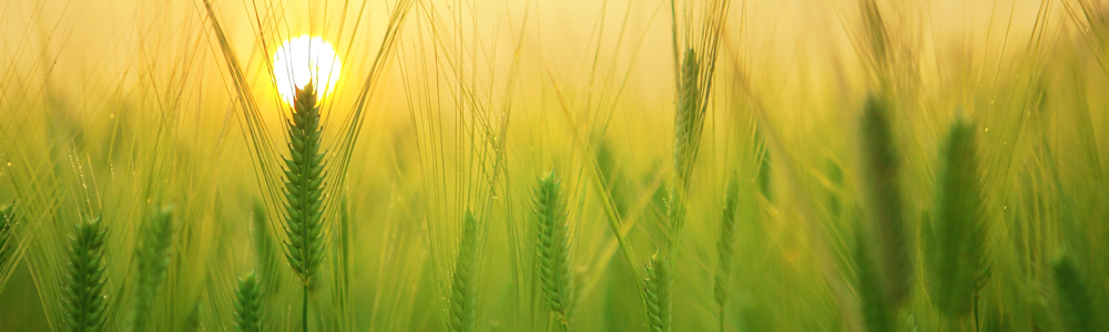 Agrochemicals