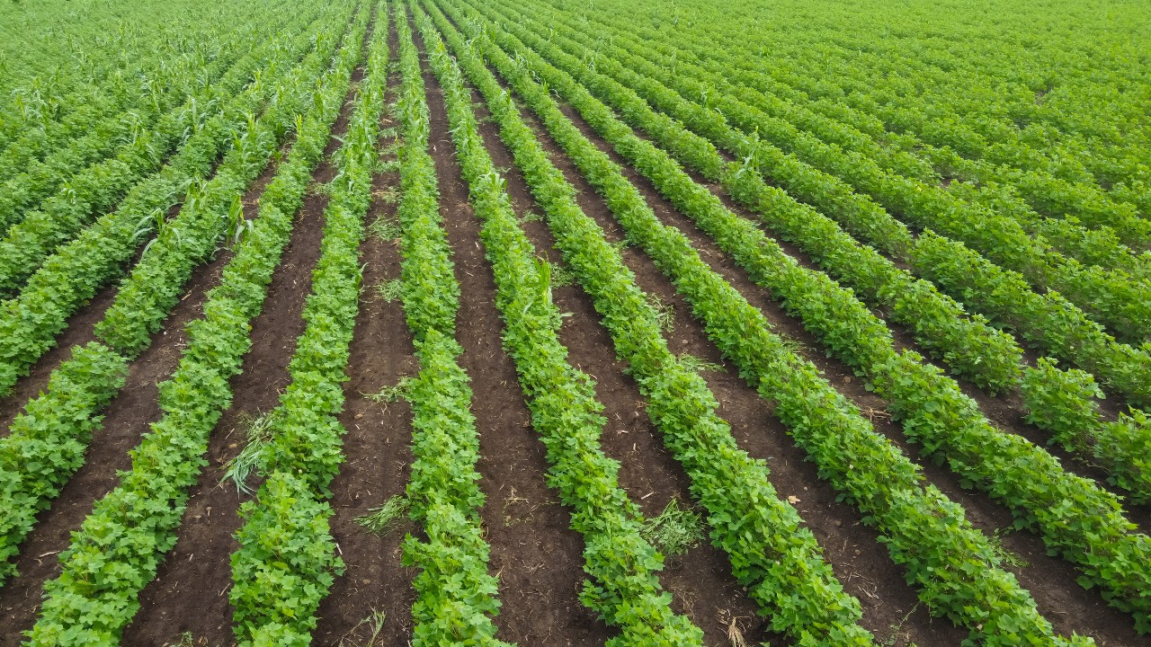 Agrochemicals