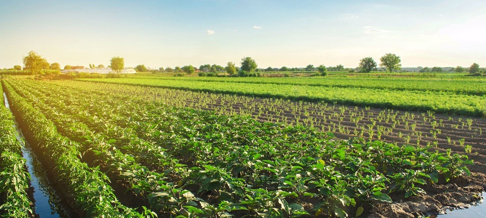 Agrochemicals
